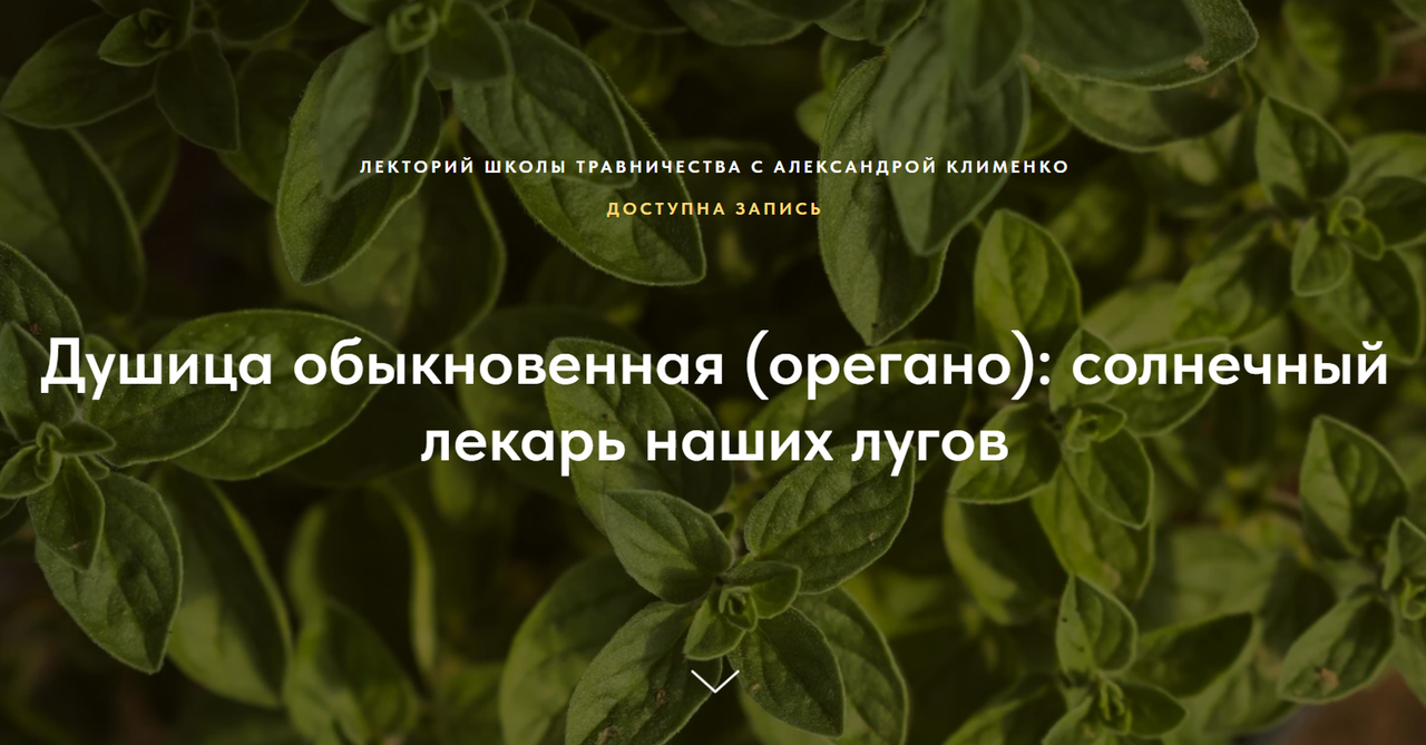 Александра Клименко - Душица обыкновенная - Орегано: солнечный лекарь наших лугов