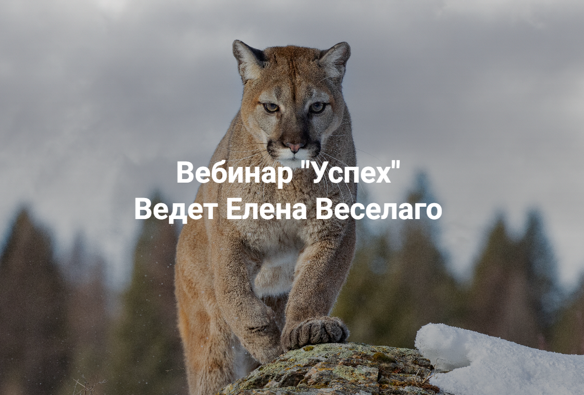 Институт Открытого поля / Елена Веселаго - Успех