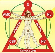 Академия прикладной кинезиологии - Методические пособия к 1 курсу обучения Академии прикладной кинезиологии Васильевой Л. Ф.
