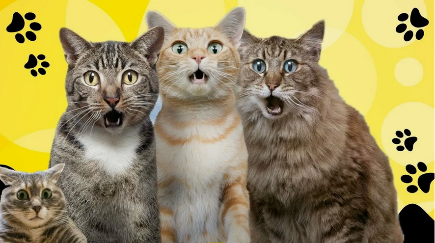 Авторская / coolinas - Создай свой канал про котиков (вирусная ниша) на Youtube