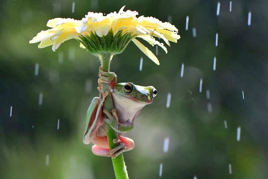 Виталий Антипин - Весеннее настроение