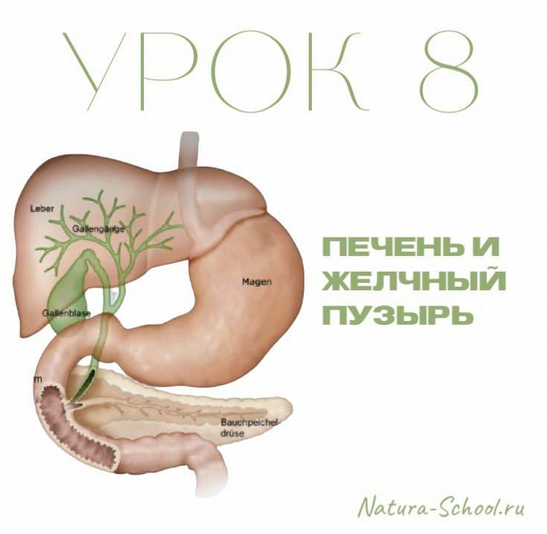 Natura-School / Олег Гитбиндер - Урок 8. Печень и желчный пузырь