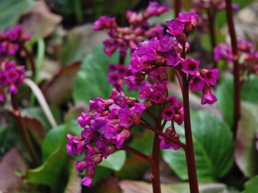 FestTrav - Александра Клименко → Азбука растений. Бадан толстолистный