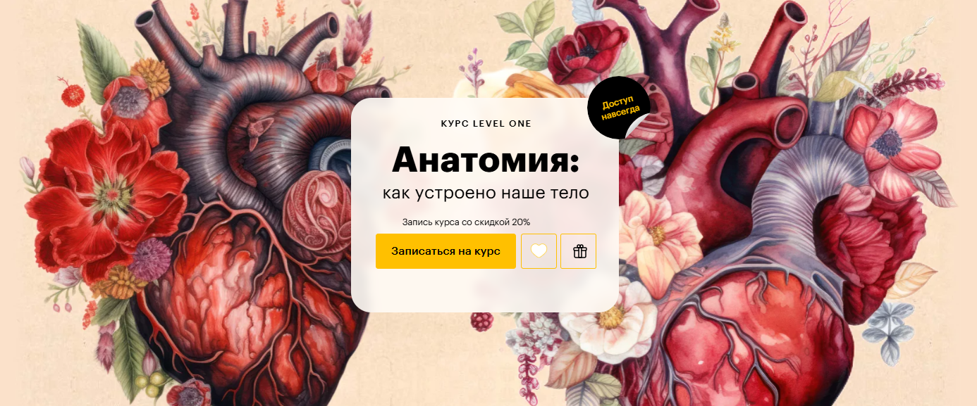 Level One - Егор Мусин, Мария Рабеко → Анатомия: как устроено наше тело