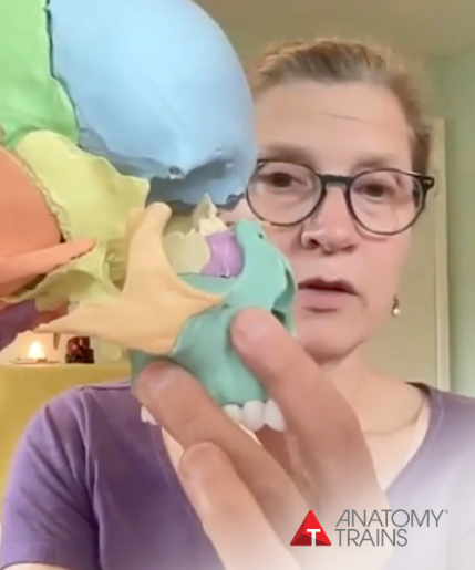 Lauren Christman, Лорен Кристман - Мобилизация черепных швов по линиям анатомических швов