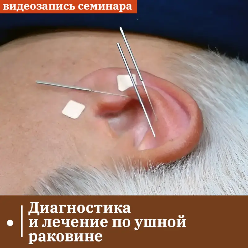 Владимир Кононов - Диагностика и лечение по ушной раковине. Лечение зависимостей