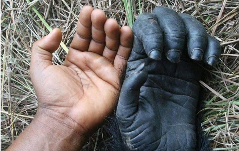 Станислав Дробышевский - Эволюционная морфология приматов и человека. Пояс нижних конечностей, мускулатура, локомоция, становление прямохождения