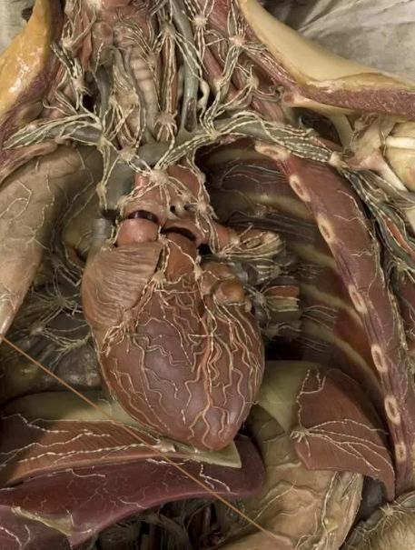 CHRISTOVSKAYA’S Medical School - Анатомия. Интенсив по периферической нервной системе