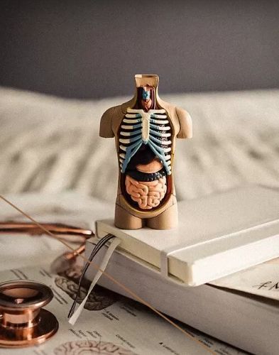 CHRISTOVSKAYA’S Medical School - Анатомия. Пищеварительная система