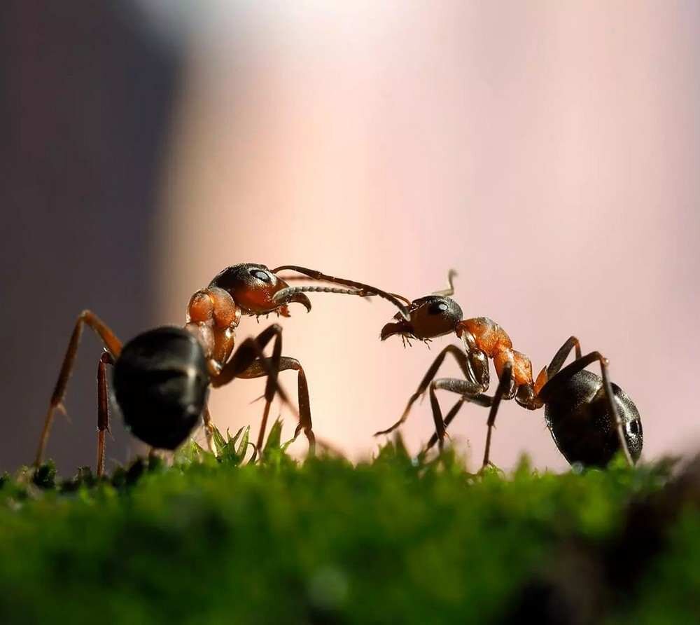 Прямая речь / Тимур Чернов - О чем говорят муравьи. Интерактивная научная лекция с элементами квиза для детей (7+) и их родителей